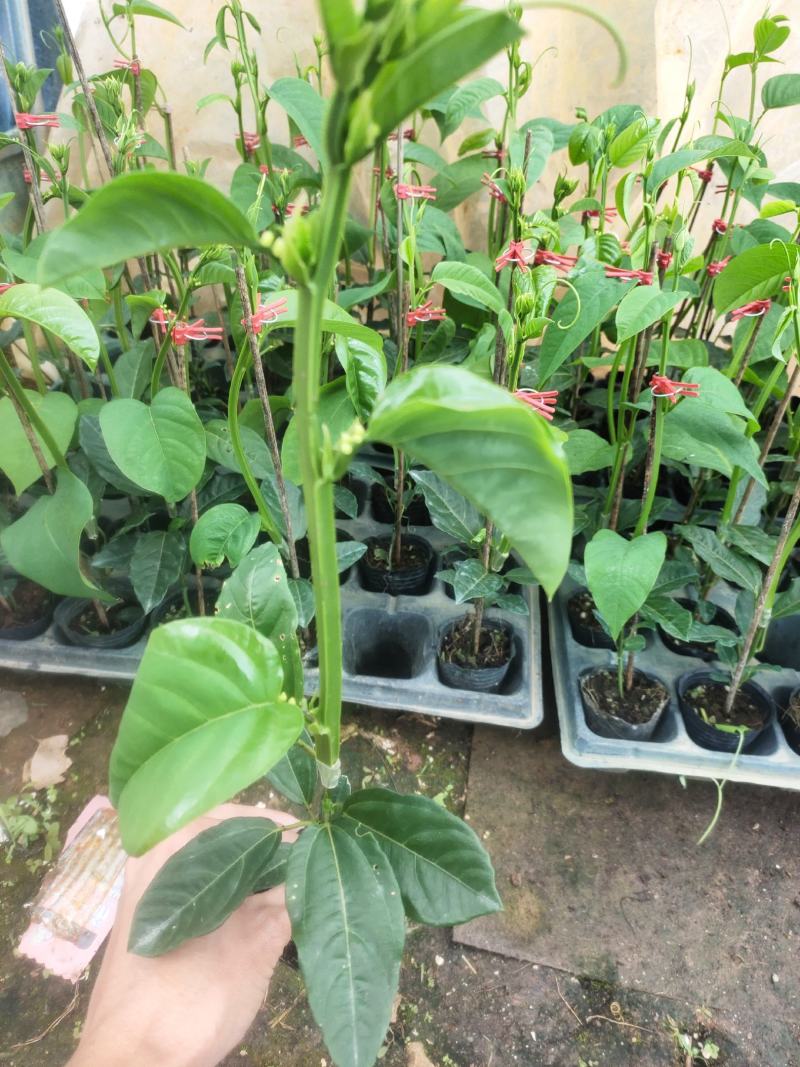 香蜜百香果嫁接苗，叶色青秀，拖病毒苗，种植成活高！