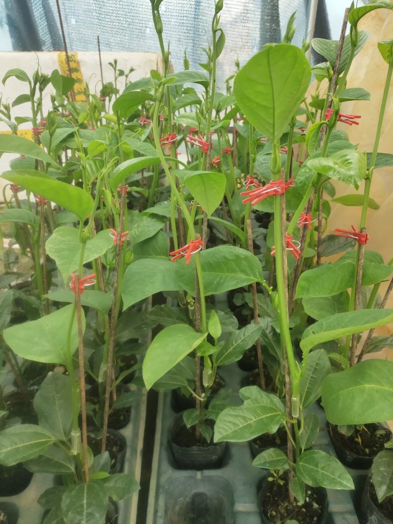 香蜜百香果嫁接苗，叶色青秀，拖病毒苗，种植成活高！