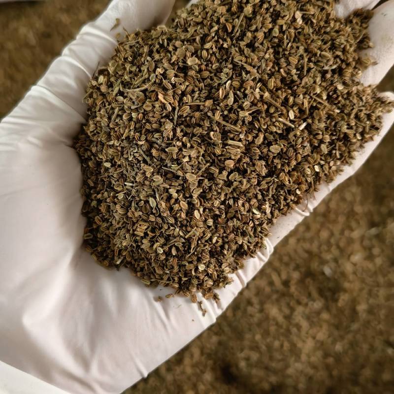 蛇床子实图拍摄今年新货颜色好看欢迎选购量大从优