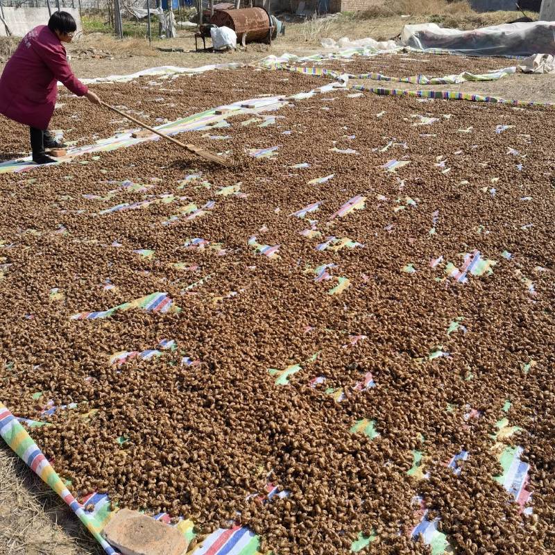 蛇床子实图拍摄今年新货颜色好看欢迎选购量大从优