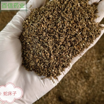 蛇床子实图拍摄今年新货颜色好看欢迎选购量大从优
