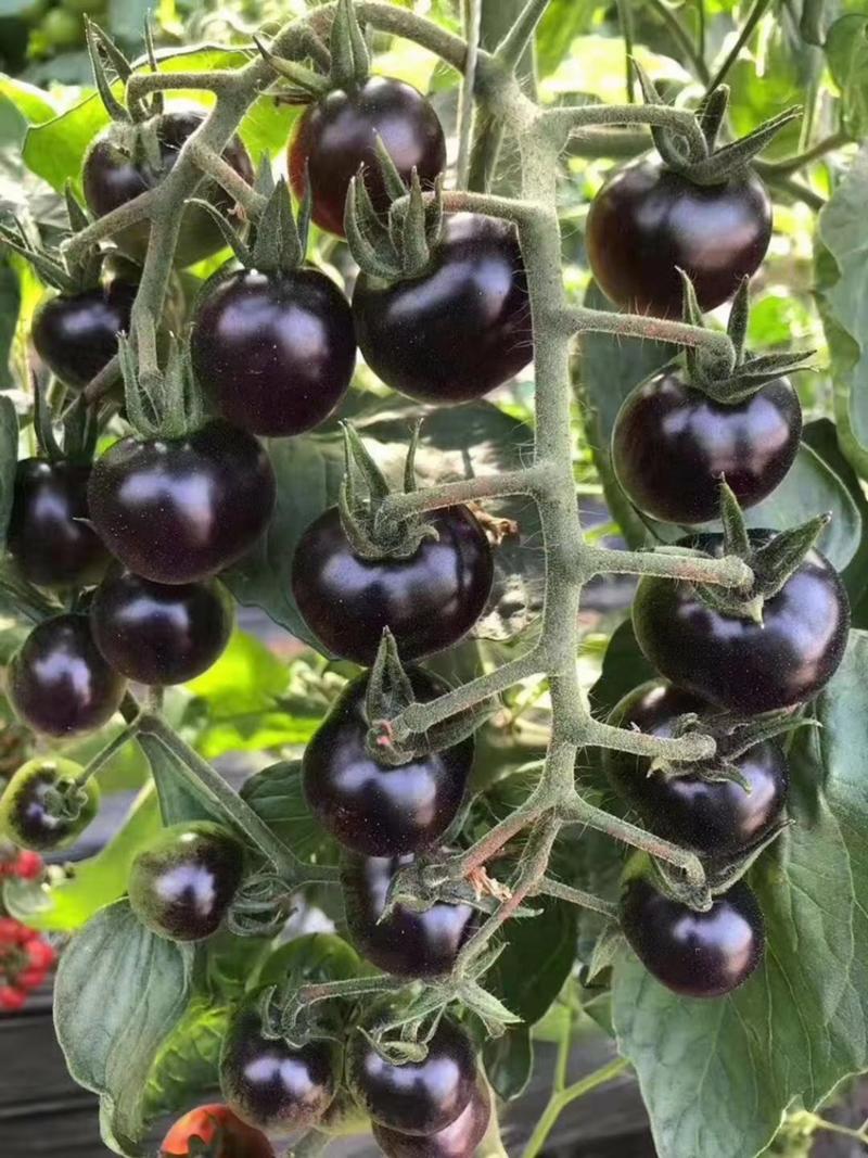 南非黑钻黑色樱桃番茄种子超甜口感颜色黑亮透蓝采摘园必备