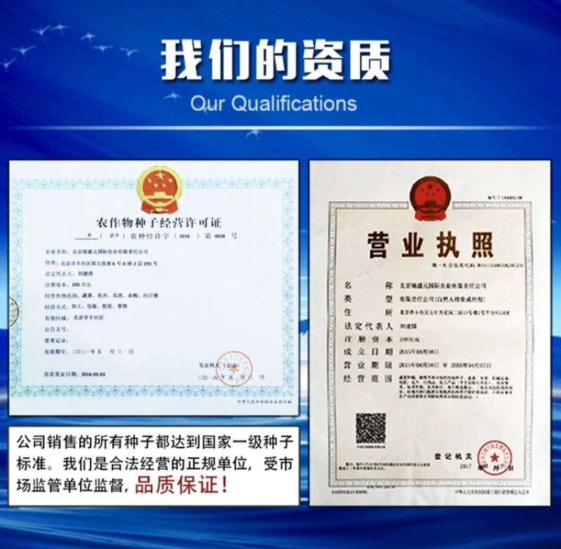 南非黑钻黑色樱桃番茄种子超甜口感颜色黑亮透蓝采摘园必备