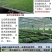 南非黑钻黑色樱桃番茄种子超甜口感颜色黑亮透蓝采摘园必备