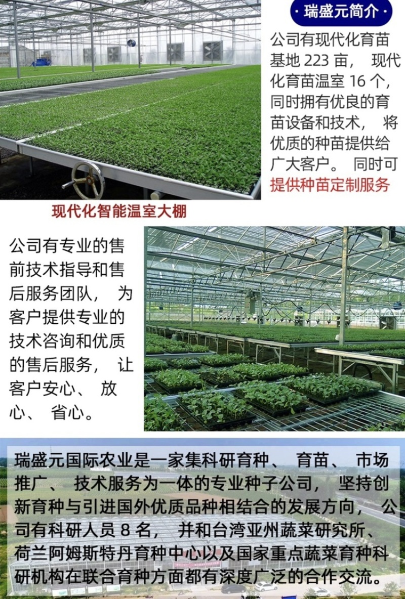 南非黑钻黑色樱桃番茄种子超甜口感颜色黑亮透蓝采摘园必备