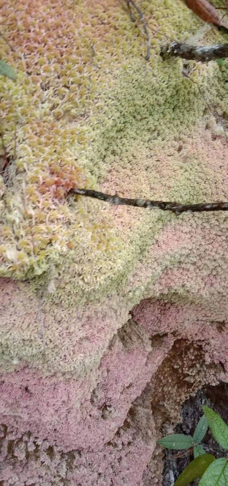 水苔藓