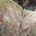 水苔藓