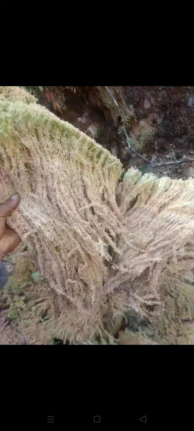 水苔藓