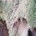 水苔藓