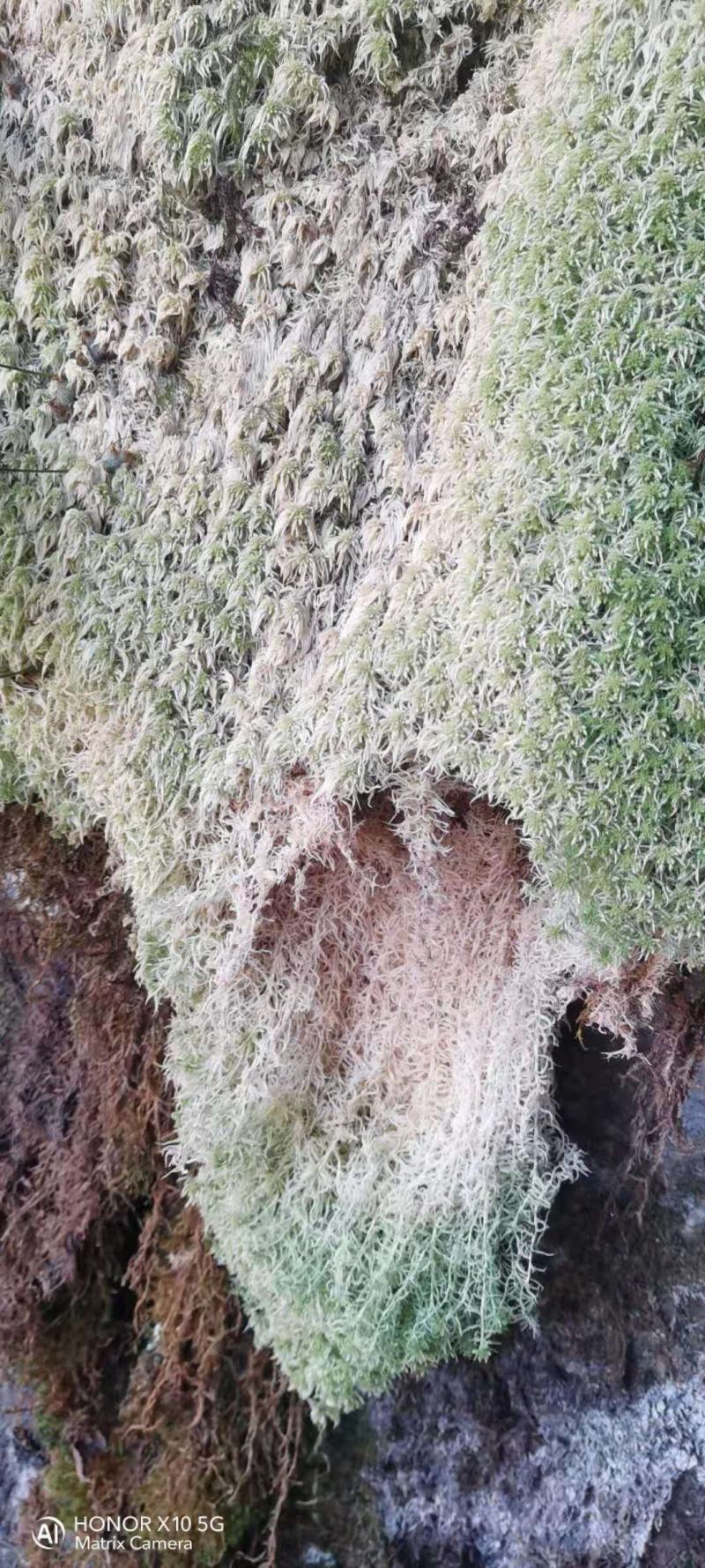 水苔藓