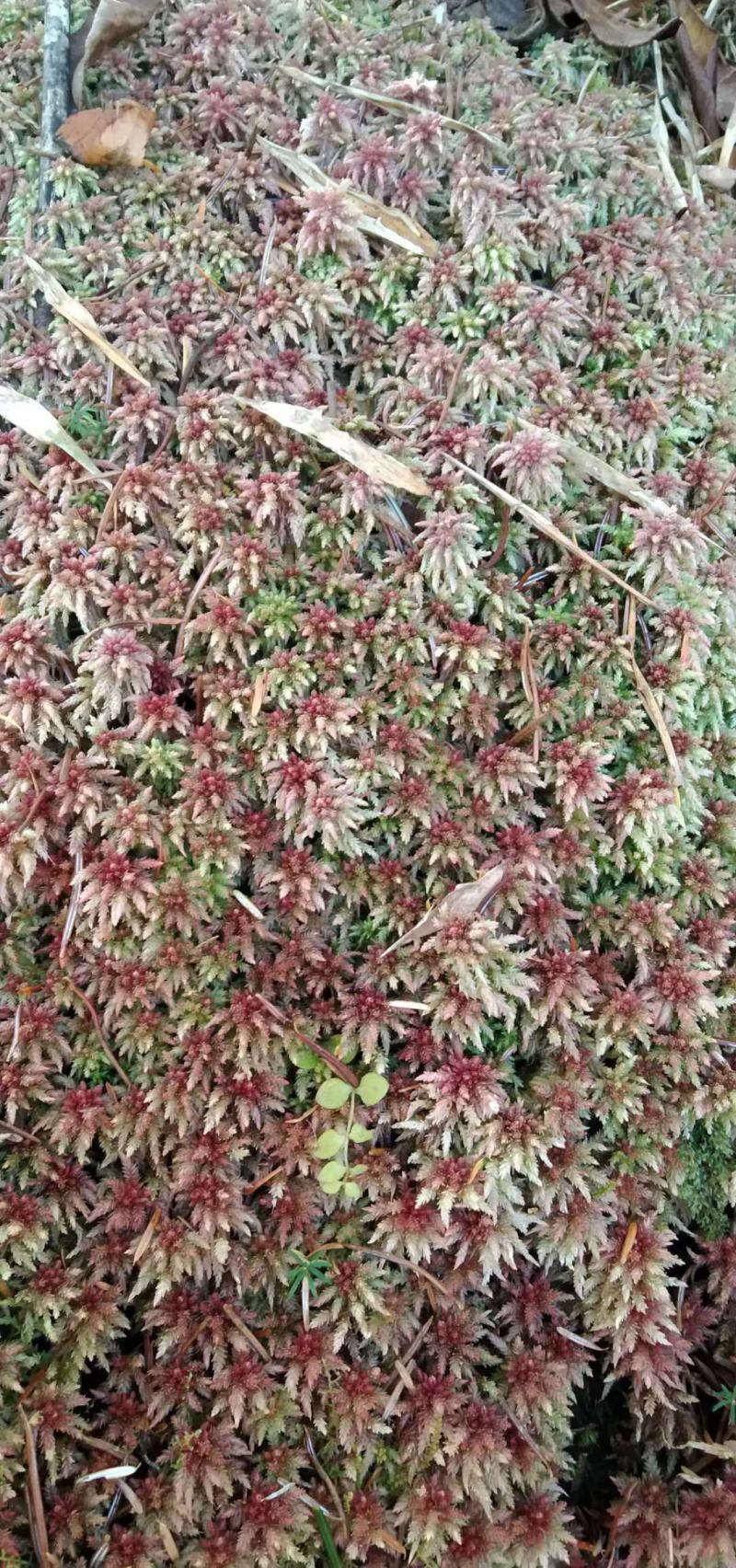 水苔藓