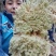 水苔藓