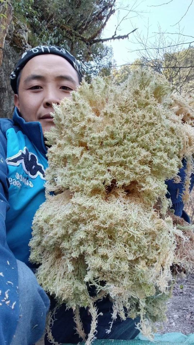 水苔藓