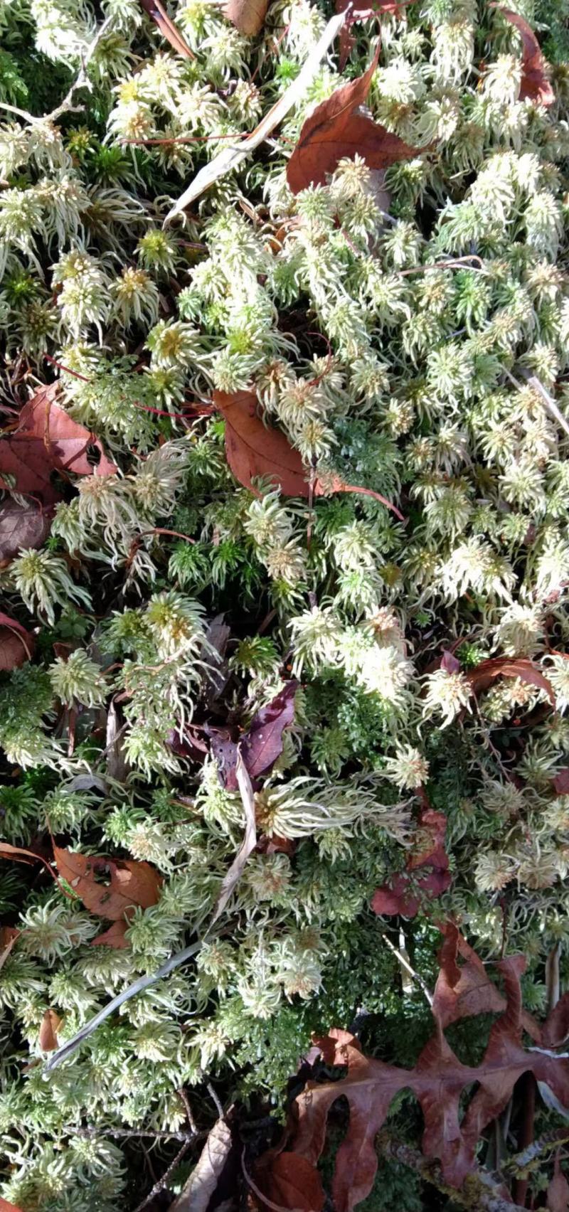 水苔藓