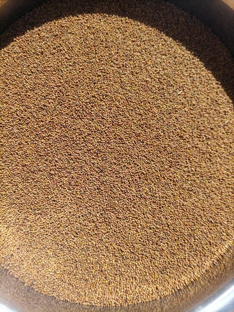 色选水洗菟丝子包含量，无杂质，产地直销批发大货，包运费