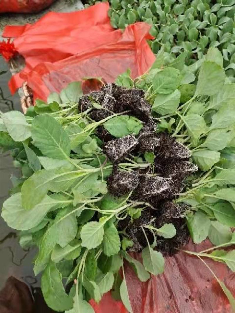 白菜苗，产地直发，量大优惠，欢迎各地朋友前来选购