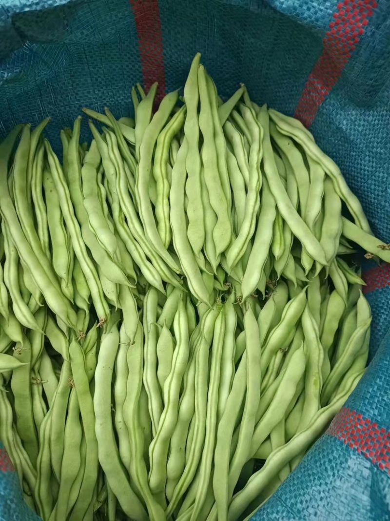 【精品】云南四季豆产地直销一手货源全国发货
