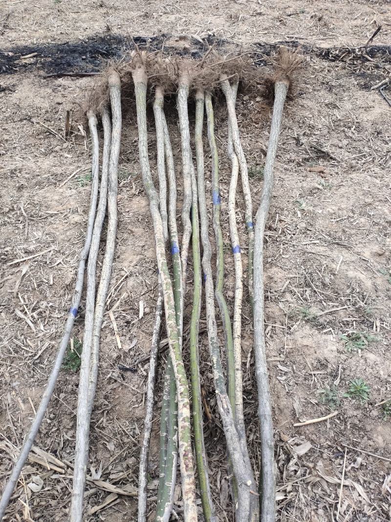 国槐,中槐,青槐