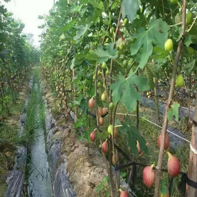 波姬红无花果苗当年挂果（四季可栽）包成活包邮