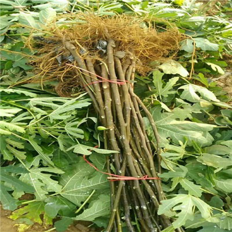 波姬红无花果苗当年挂果（四季可栽）包成活包邮
