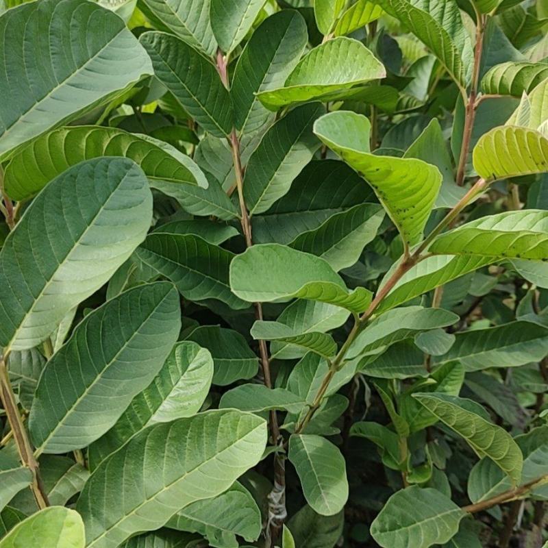 番石榴苗
