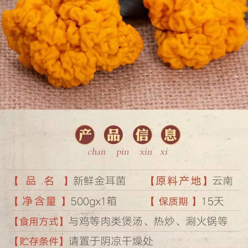 新鲜金耳现摘现发肉质肥厚产地发货品质保证