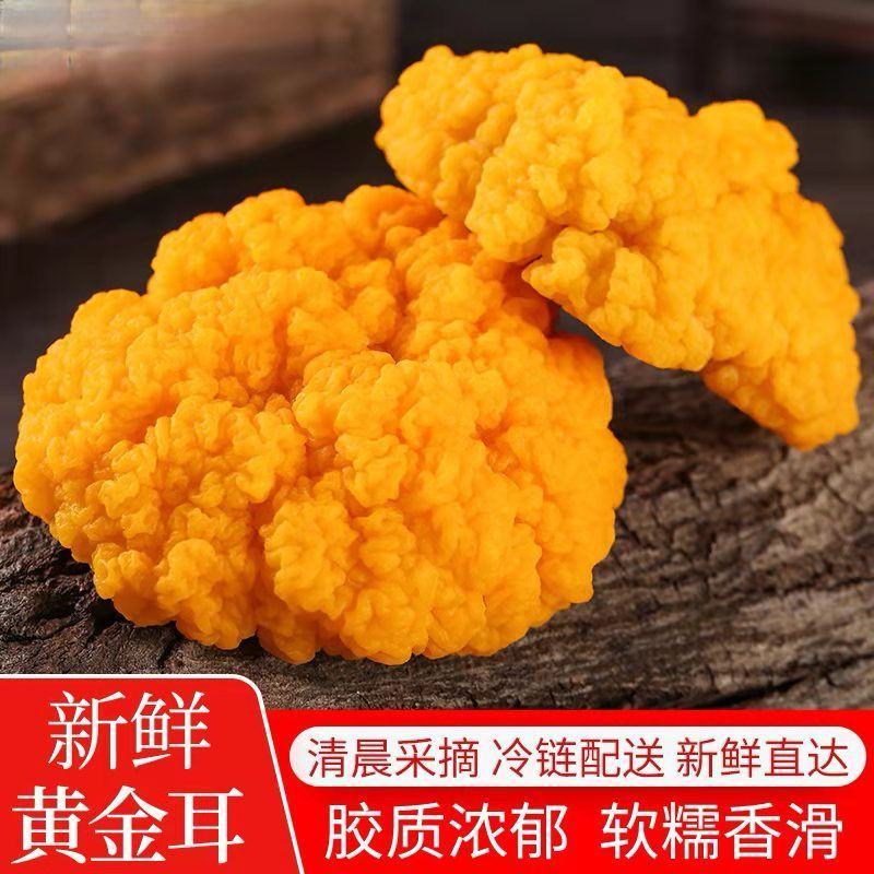 新鲜金耳现摘现发肉质肥厚产地发货品质保证