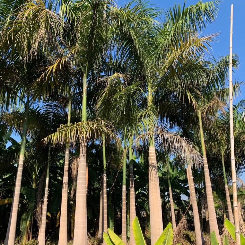 大王椰子各种规格现货漳州大王椰子种植基地农户低价直销批发