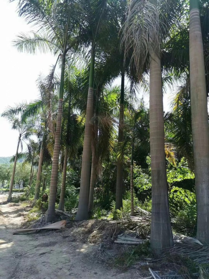 大王椰子各种规格现货漳州大王椰子种植基地农户低价直销批发