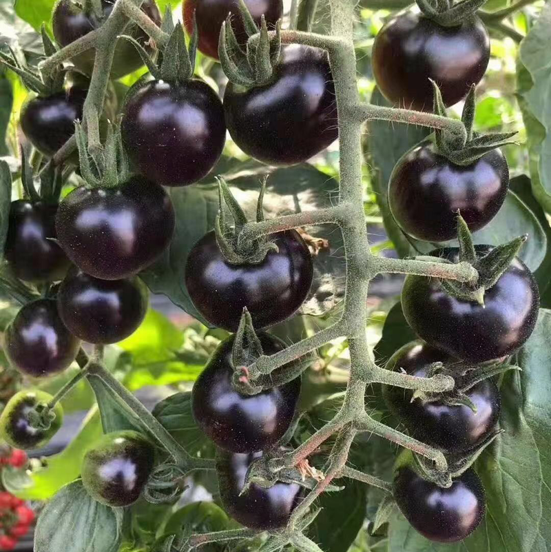 南非黑钻黑色樱桃番茄种子超甜口感颜色黑亮透蓝采摘园必备
