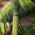 推荐2025年河南红帽蒜薹通货50~60cm大量供应