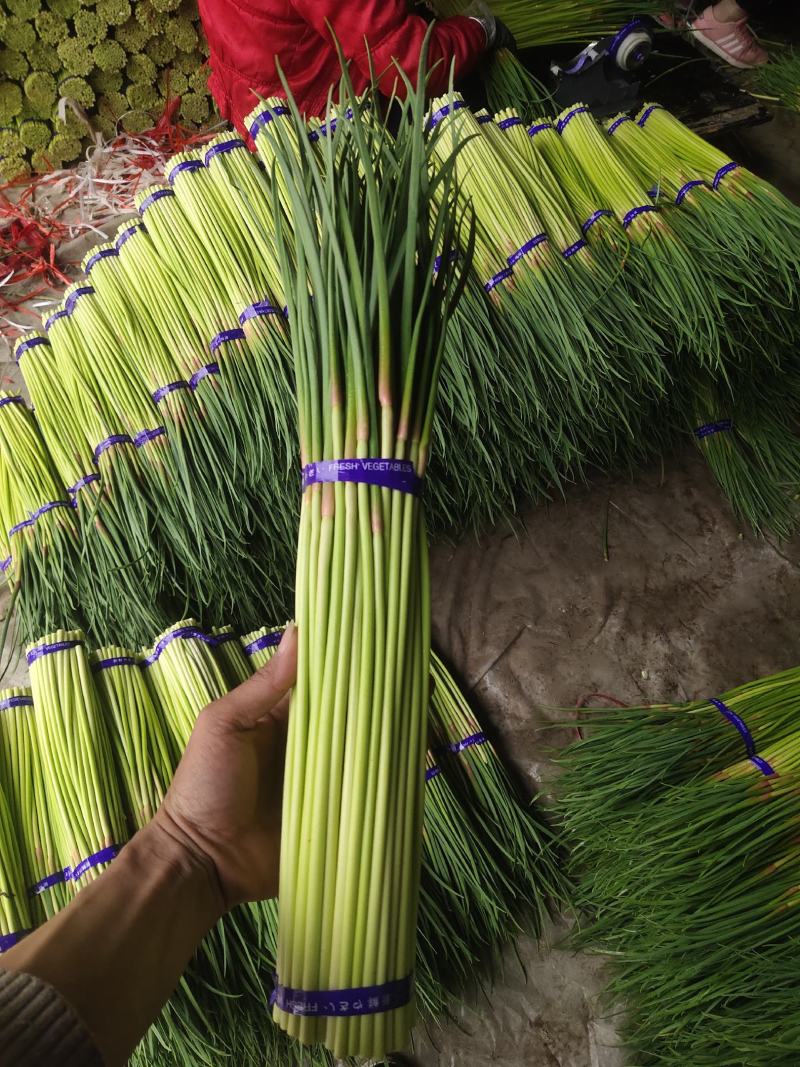 推荐2025年河南红帽蒜薹通货50~60cm大量供应