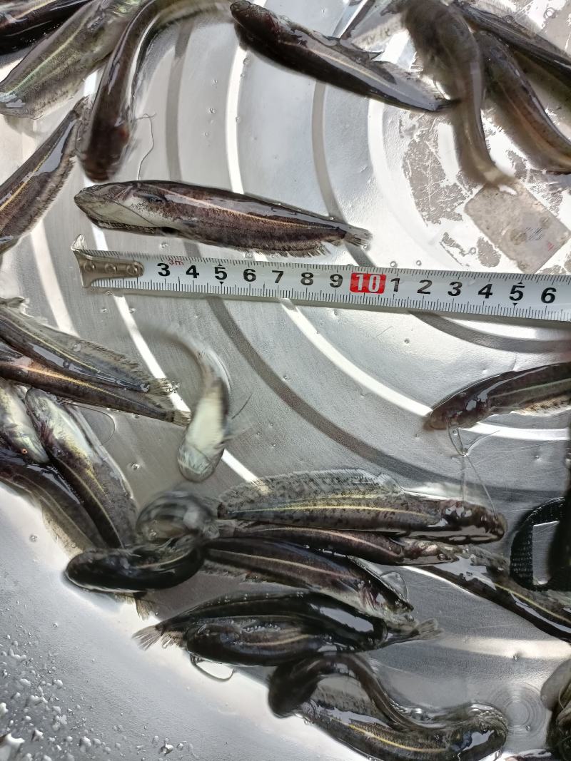 大口鲢鱼苗，稻田鱼塘都能放养，成活率高，基地贵州
