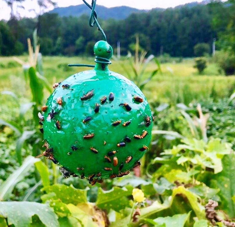 粘虫球用于柑桔大小实蝇果蝇针蜂等飞虫诱捕