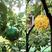 粘虫球用于柑桔大小实蝇果蝇针蜂等飞虫诱捕