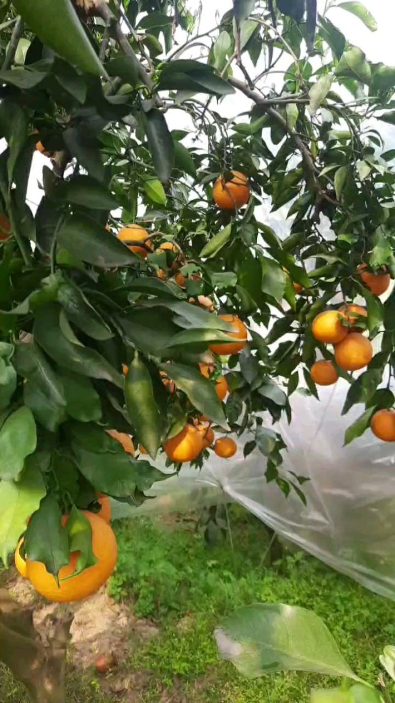 四川特产青见柑桔大量上市，口感纯甜，细腻化渣，果园现采