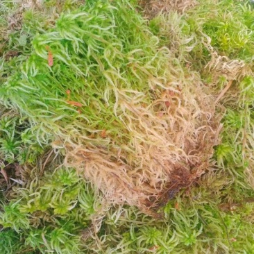 海花草，水苔