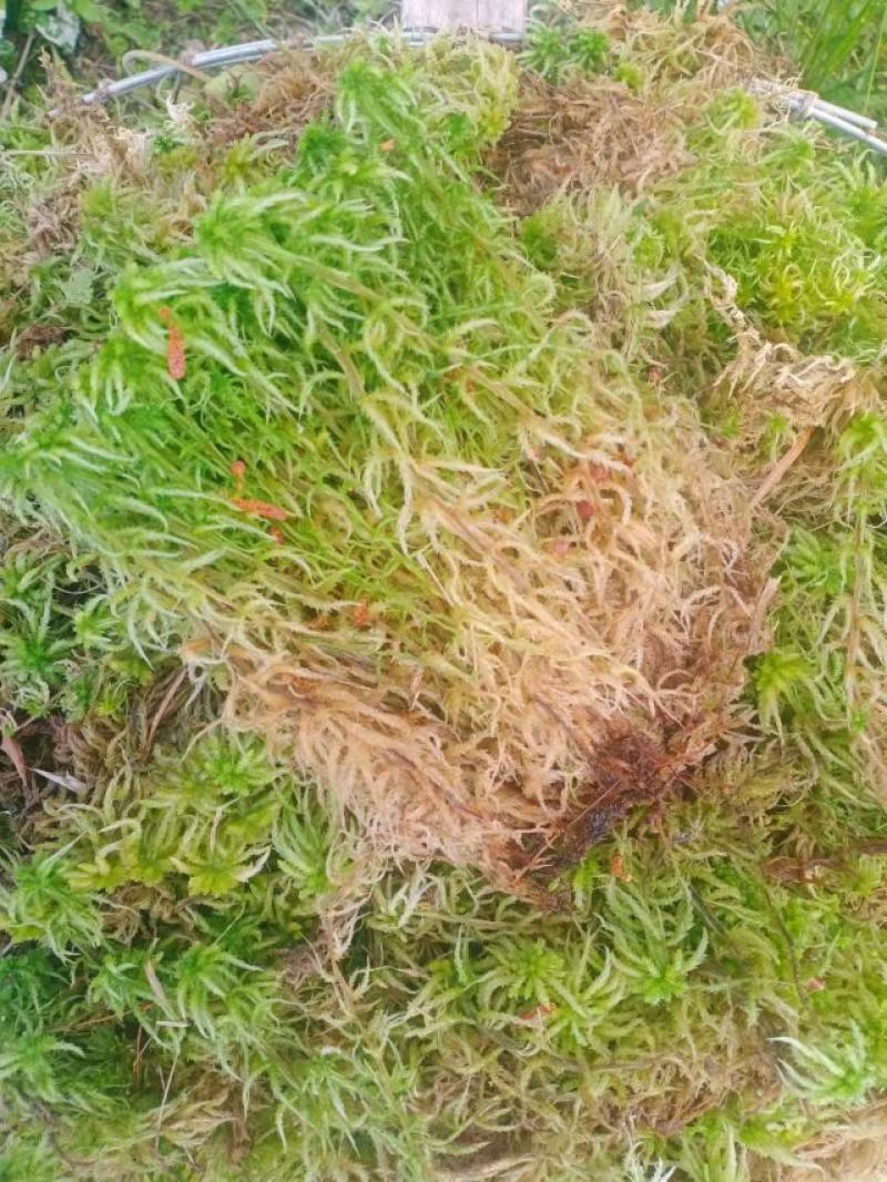 海花草，水苔