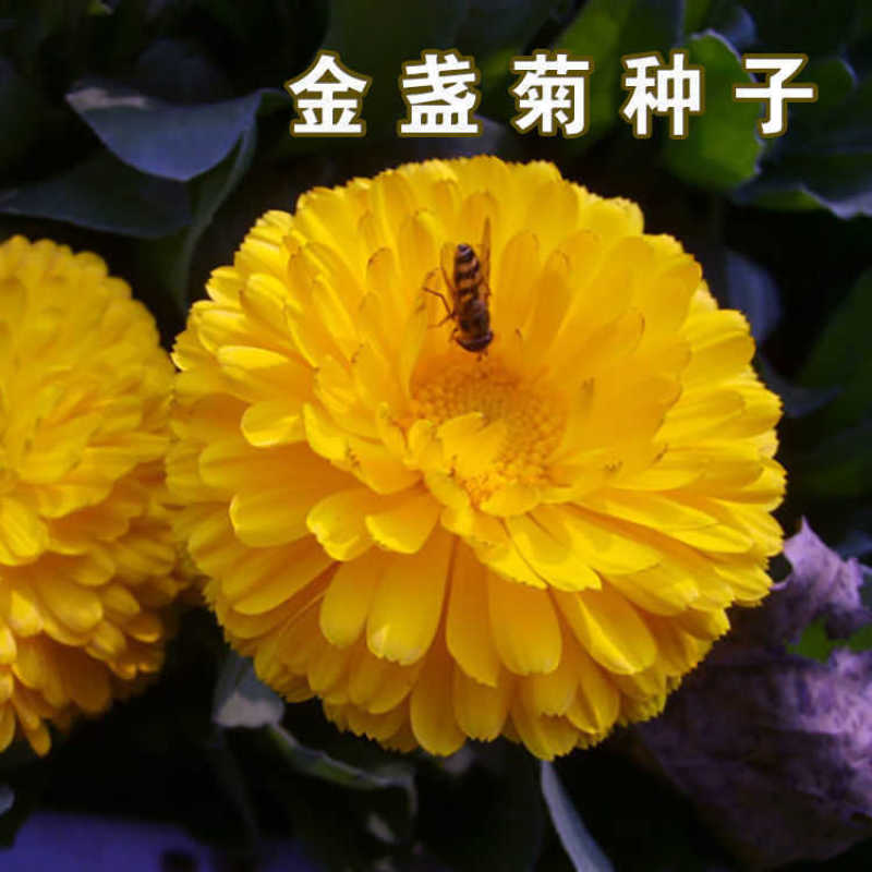金盏菊种子，金盏菊花种子，花海庭院景观绿化，花卉种子批发