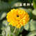 金盏菊种子，金盏菊花种子，花海庭院景观绿化，花卉种子批发