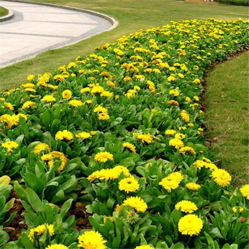 金盏菊种子，金盏菊花种子，花海庭院景观绿化，花卉种子批发