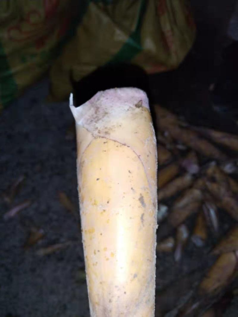 原生态油笋苦笋适合煲汤炒肉