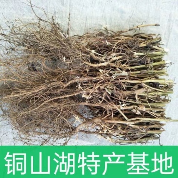 21年滑明森家花生根茎杆梗花生的根农家自产花生棵花生