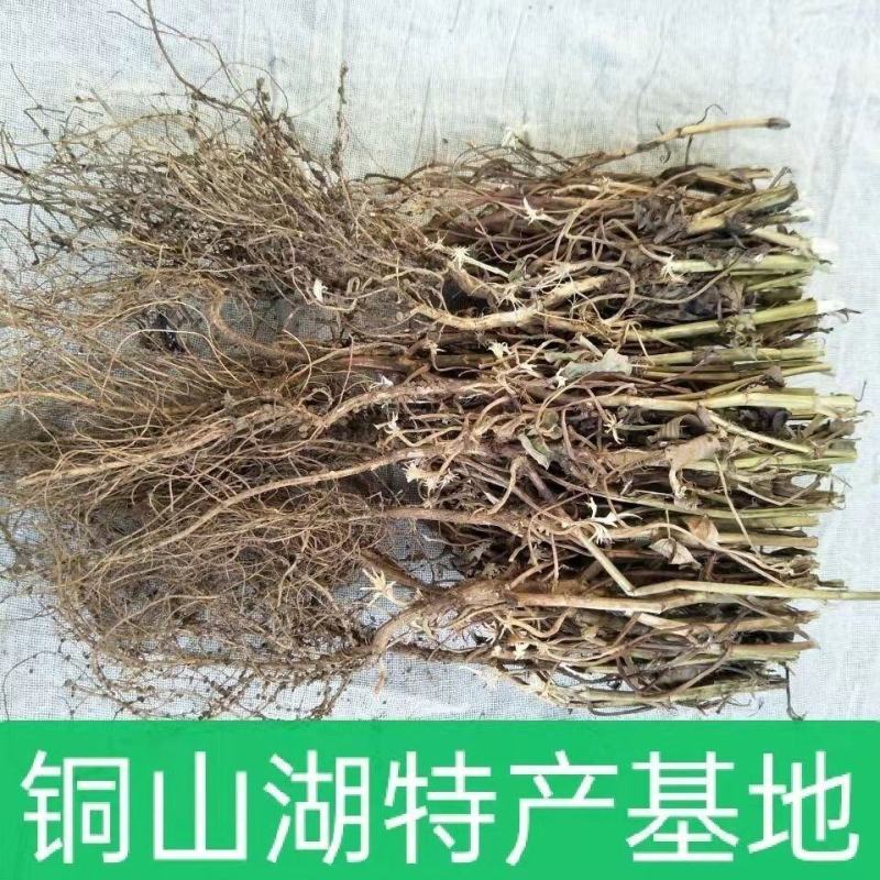 21年滑明森家花生根茎杆梗花生的根农家自产花生棵花生
