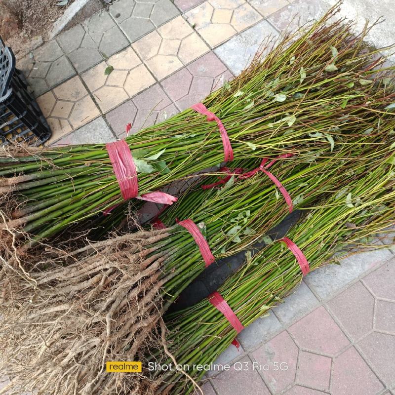 小叶香樟，大叶香樟，香樟容器苗，规格齐全，成活率高，欢迎