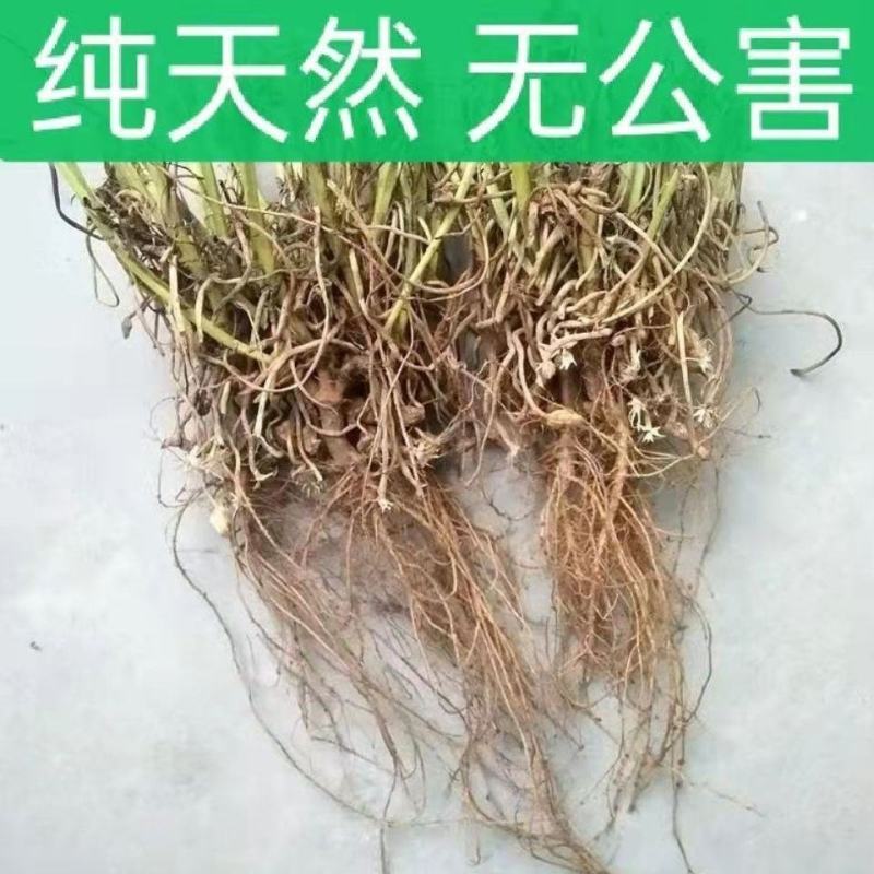 21年滑明森家花生根茎杆梗花生的根农家自产花生棵花生