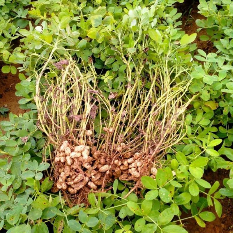 21年滑明森家花生根茎杆梗花生的根农家自产花生棵花生