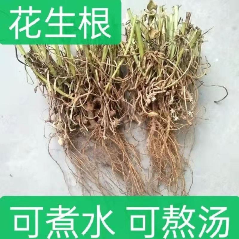 21年滑明森家花生根茎杆梗花生的根农家自产花生棵花生