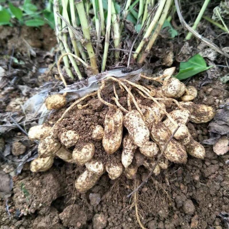 21年滑明森家花生根茎杆梗花生的根农家自产花生棵花生