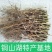 21年滑明森家花生根茎杆梗花生的根农家自产花生棵花生